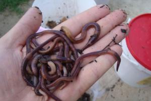 Разведение калифорнийских червей Как выращивать калифорнийских червей